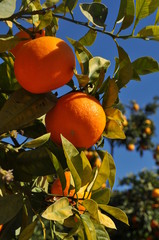 Seville oranges in a tree