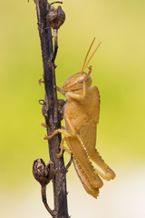 Orange nymph of Egyptian Locust Anacridium aegyptium in Croatia