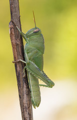Green nymph of Egyptian Locust Anacridium aegyptium in Croatia