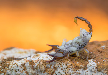 Small harmless Scorpion Euscorpius sp. with offspring in Croatia