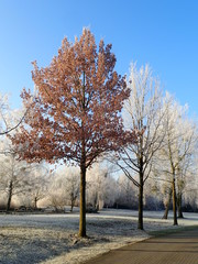 A Group of Trees along a Walking Path Covered in Hoar Frost on a Sunny Winter Day in Senftenberg, Lausitz, Brandenburg, Germany