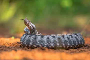 Male of Long-nosed viper Vipera ammodytes in Croatia