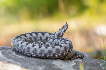 Male of Long-nosed viper Vipera ammodytes in Croatia