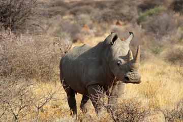 Obraz premium wide mouth rhinoceros (Ceratotherium simum) in the savanna of Namibia - Africa