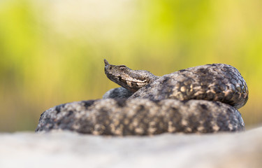 Male of Long-nosed viper Vipera ammodytes in Croatia