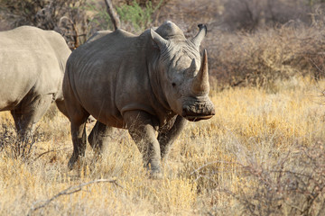 wide mouth rhinoceros (Ceratotherium simum) in the savanna of Namibia - Africa