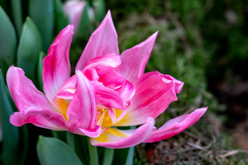 Tulpe 7