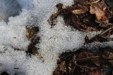 Snow melts on the ground and on last year’s leaves