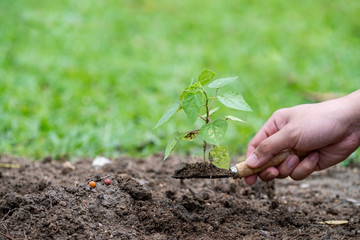 Hands holding a green young plant and light