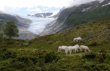 Weiden am Gletscher 