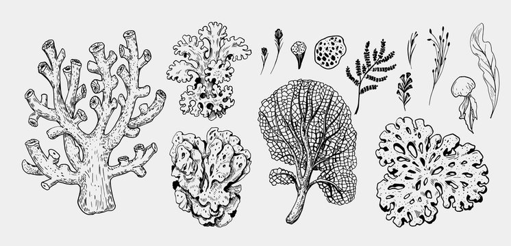 Set Of Sea Plants : Corals, Algae. Hand Drawn Sketch Converted To Vector