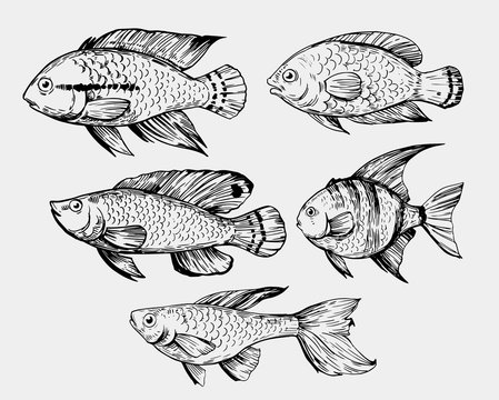 Sketch of exotic fish. Hand drawn illustration converted to vector