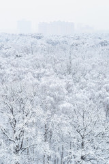 above view of snow-covered trees in city park