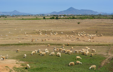Sheep on grass in Phan Rang, Vietnam