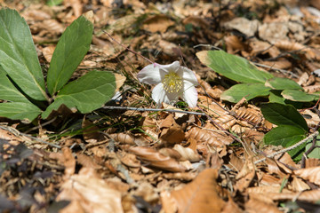One of the first spring flowers