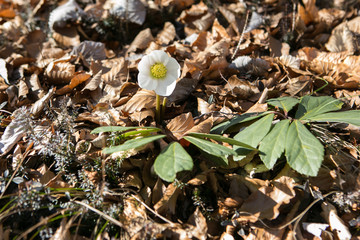 One of the first spring flowers