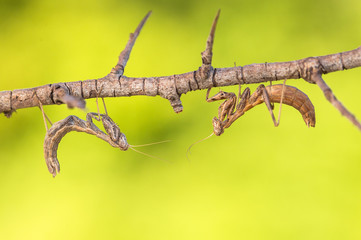 Mantis Ameles decolor, adult female in Croatia