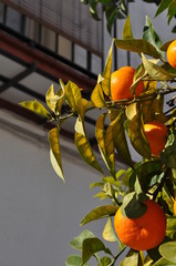 oranges on a tree