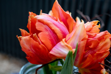 Tulpe 18