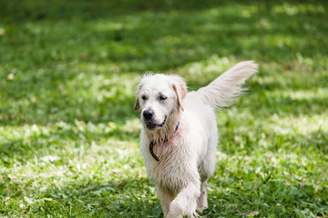 Golden Retriever walks across the lawn after swimming