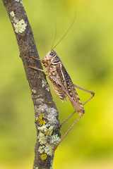 Male of White-faced Bush-cricket Decticus albifrons in Paklenica Croatia