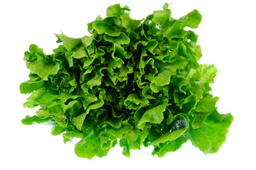 Obraz premium close up on fresh green lettuce texture