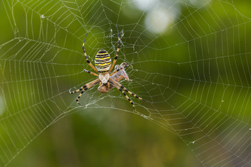Wasp spider, Argiope bruennichi with pray in Croatia