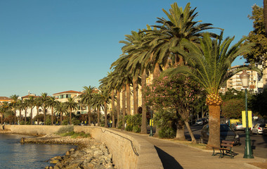 Fototapeta na wymiar The palm trees on quay of Ajaccio city, the capital of South Corsica, France.