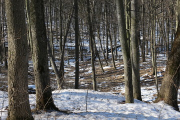  Snow melts in the spring forest