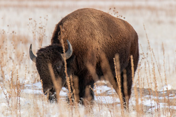 Buffalo in the snow