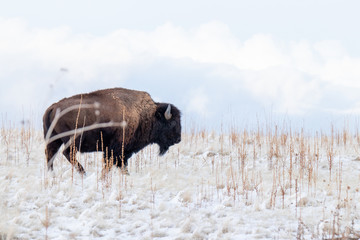 Buffalo in the snow