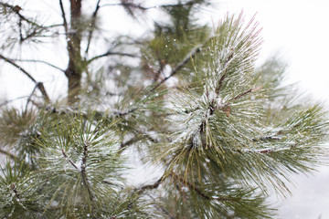 closeup of pine tree in snow