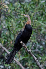 African darter (Anhinga rufa)
