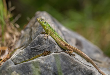 Naklejka na ściany i meble The European Green lizard Lacerta viridis in Croatia