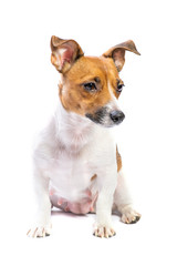 Portrait Jack Russell Terrier, sitting in front, isolated white background