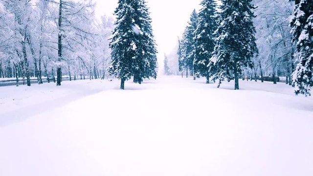Flight between snowy fir trees