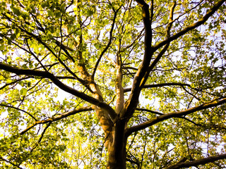 Baum Sommer