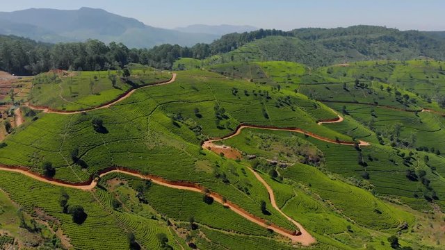 Tea plantation in up country near Nuwara Eliya, Sri Lanka