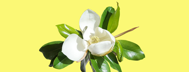 Beautiful magnolia flower bud on trendy neon yellow background. Spring Summer concept with white...