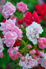 beautiful rose color rose flower