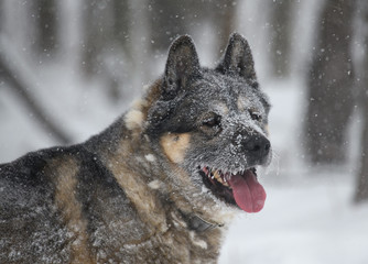 Farm dog in the winter playing in snow