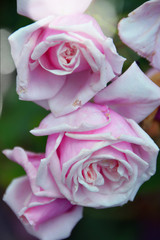 beautiful rose color rose flower