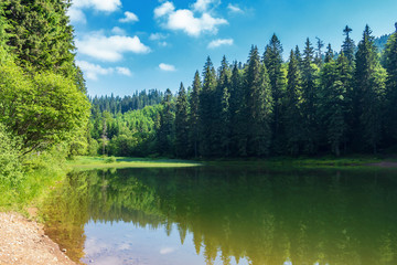 Fototapeta premium lake among spruce forest in mountains. trees reflecting in the water surface. wonderful summer scenery at sunny forenoon with fluffy clouds on a blue sky
