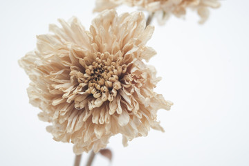 Brown dried flowers on a white scene