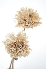 Brown dried flowers on a white scene