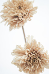 Brown dried flowers on a white scene