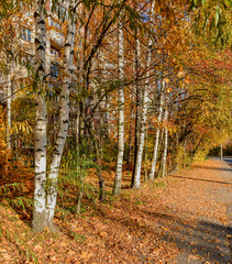 Obraz premium Golden autumn on the streets of St. Petersburg. Different trees in the autumn beautiful decoration.