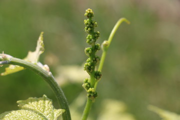 Inflorescence de vignes