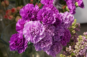 Blüten der Nelken in Violett zum Muttertag