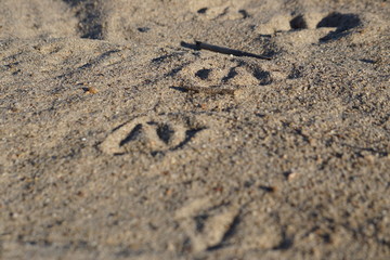 ducks footprints in the sand